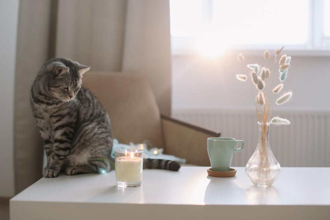 Is Vetiver Scent Cat-Friendly?