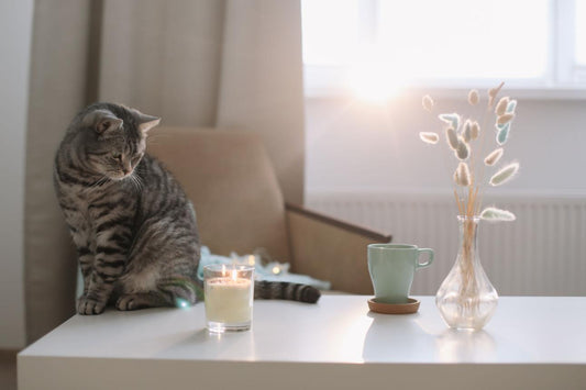 Is Vetiver Scent Cat-Friendly?