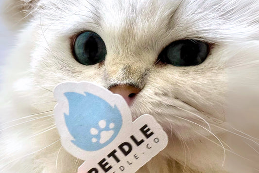 Piu’s Journey: From Neglect to Love - Petdle