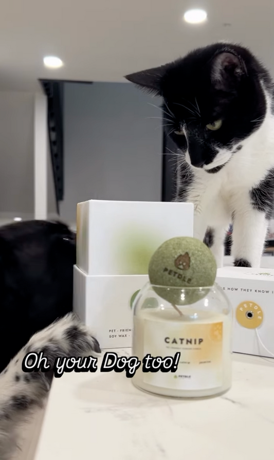 10 Scents Cat Owners May Want to Be Careful With at Home