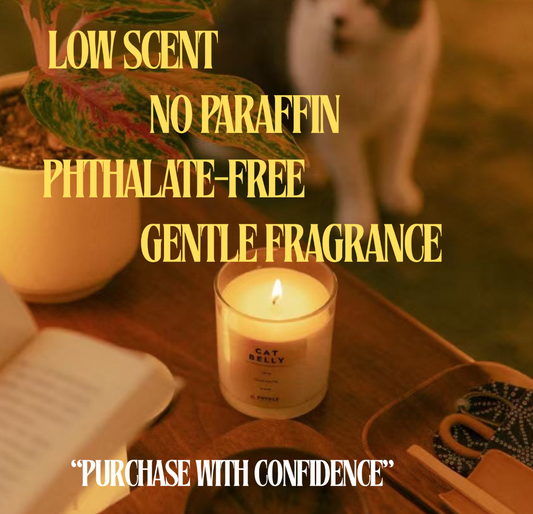 5 Things Cat Owners Should Check Before Buying a Candle