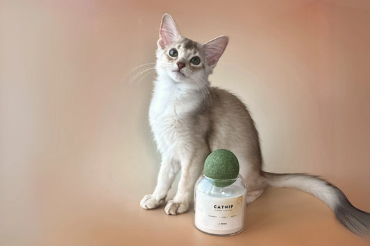 Why Pet-Friendly Candles Matter: A Guide to Protecting Your Pets - Petdle