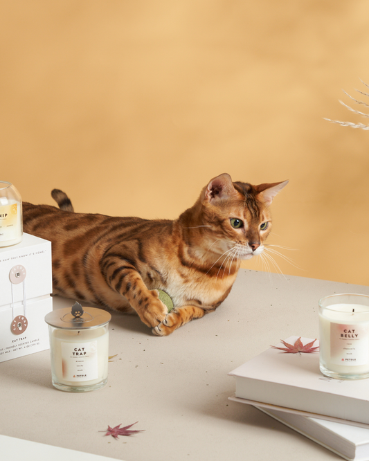 Pet-Safe Fragrance: What Every Pet Parent Should Know