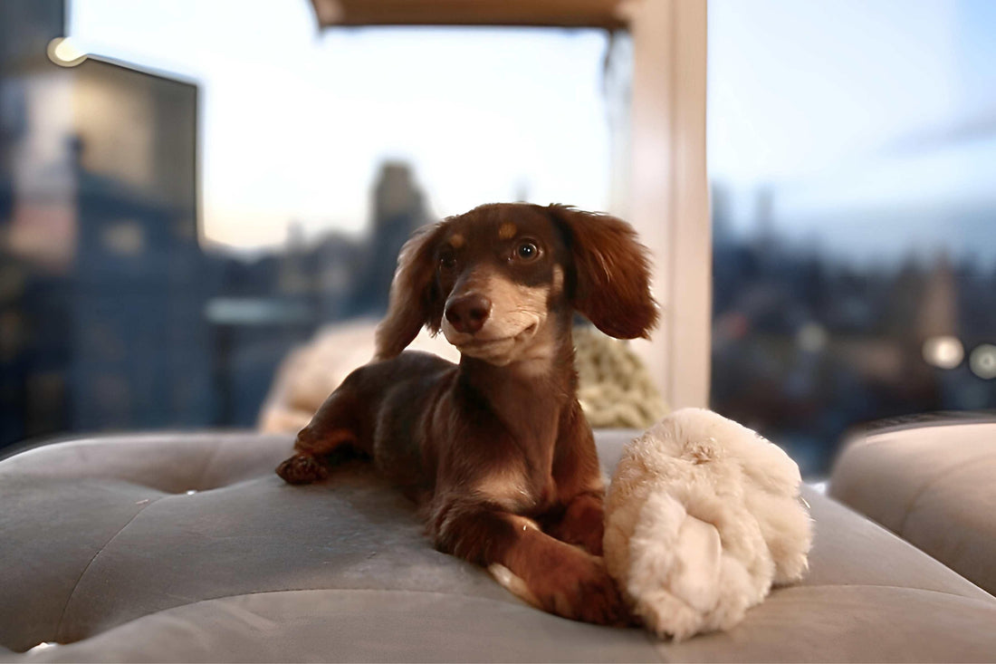 "Scents of Love: Pet-Friendly Candles Inspired by Art, Nature, and Companionship" - Petdle