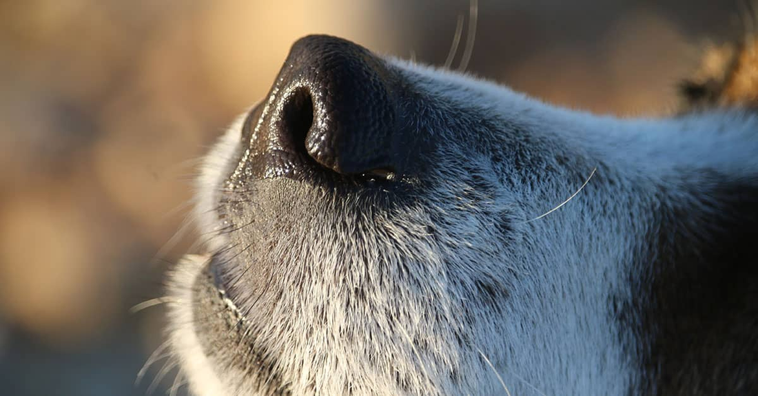 Is Your Home Fragrance Too Strong for Your Pet? 7 Signs to Watch For