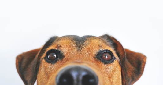 Close-up of a dog's face emphasizing Fragrance Safety for Pets.