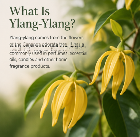 Is the Smell of Ylang-Ylang Harmful to Dogs?