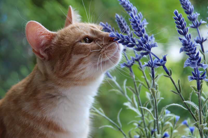 Is Lavender Safe for Cats?
