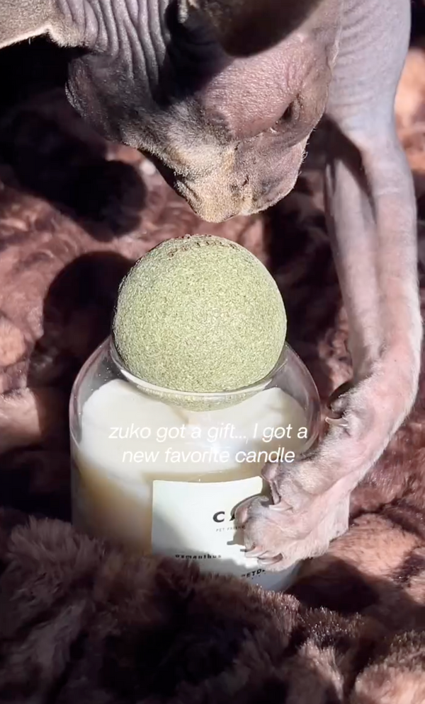 Instagram Reel