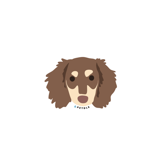 Dachshund | STICKER - Petdle