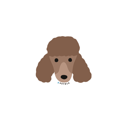 Trimmed Giant Poodles | STICKER - Petdle