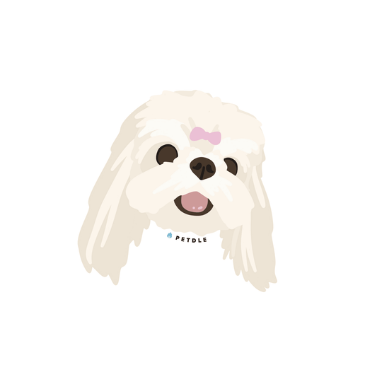 Maltese | STICKER - Petdle